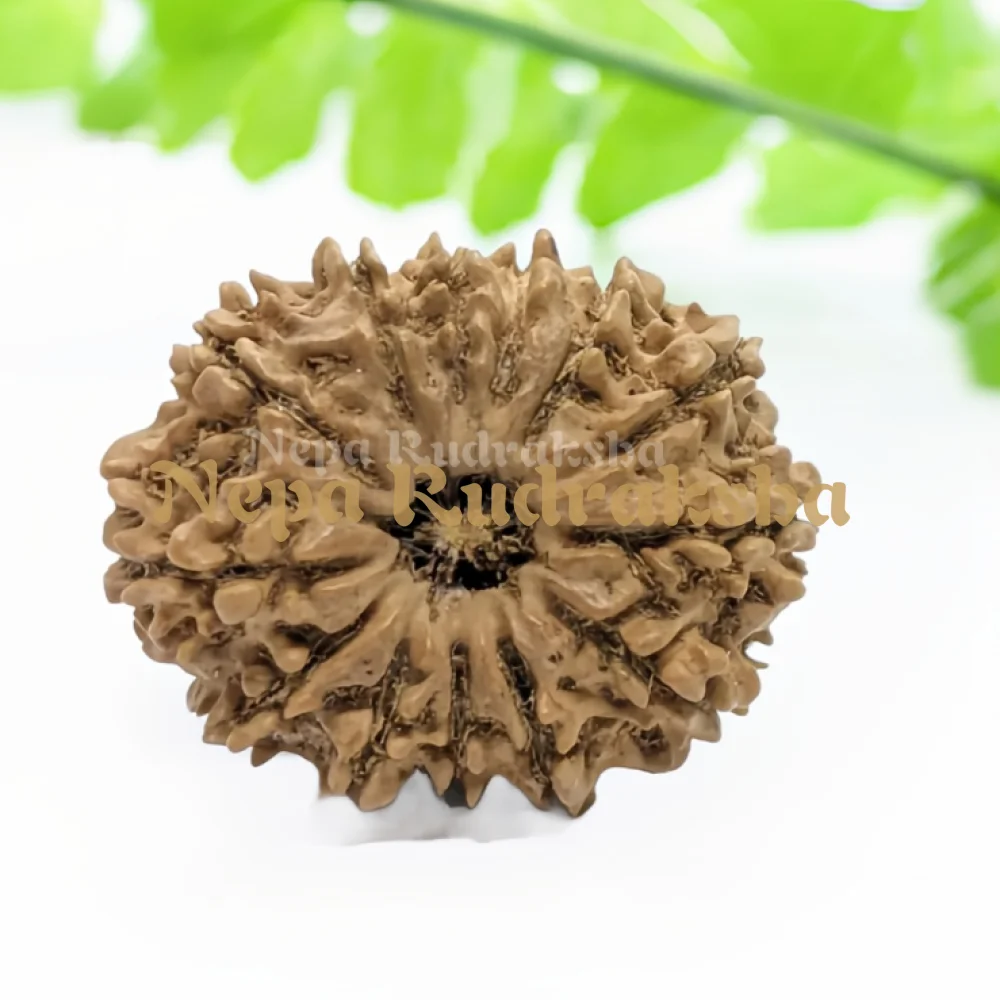 13 Mukhi (Medium) Rudraksha