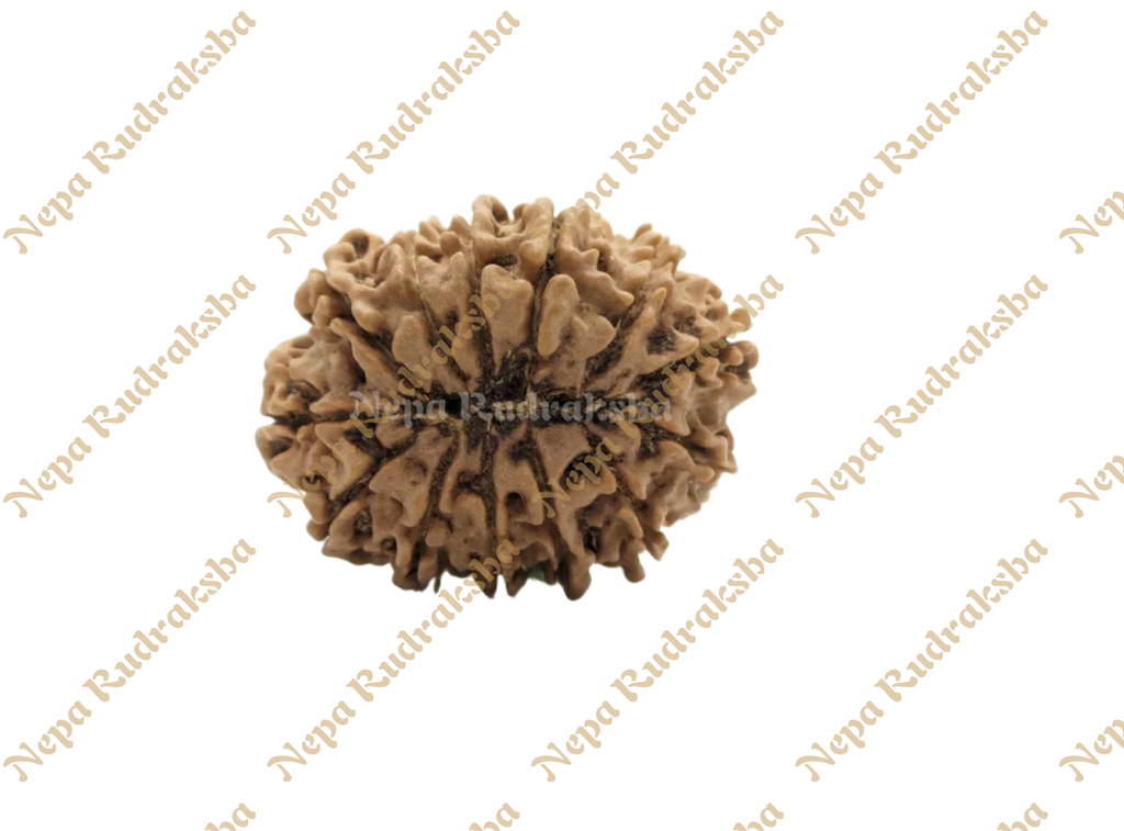 13 Mukhi Medium Rudraksha Back Face