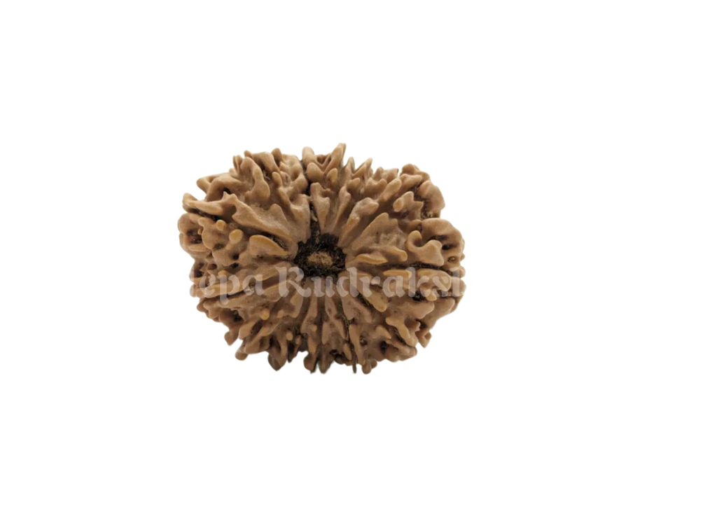 13 Mukhi Medium Rudraksha Front Face