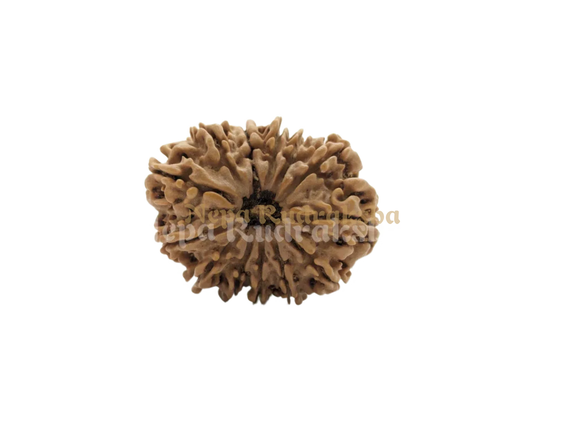 13 Mukhi (Medium) Rudraksha