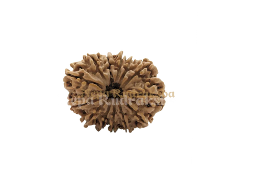 13 Mukhi Medium Rudraksha Front Face