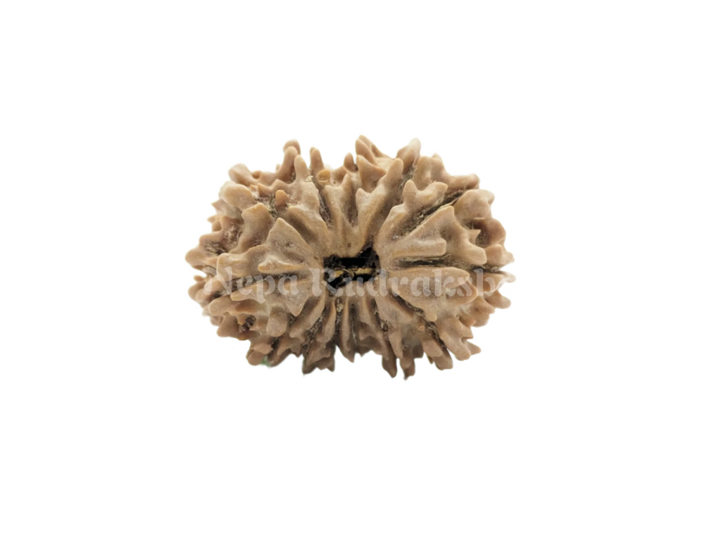 13 Mukhi Rudraksha Front Face