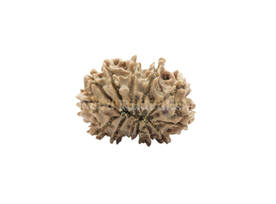 13 Mukhi (Regular)