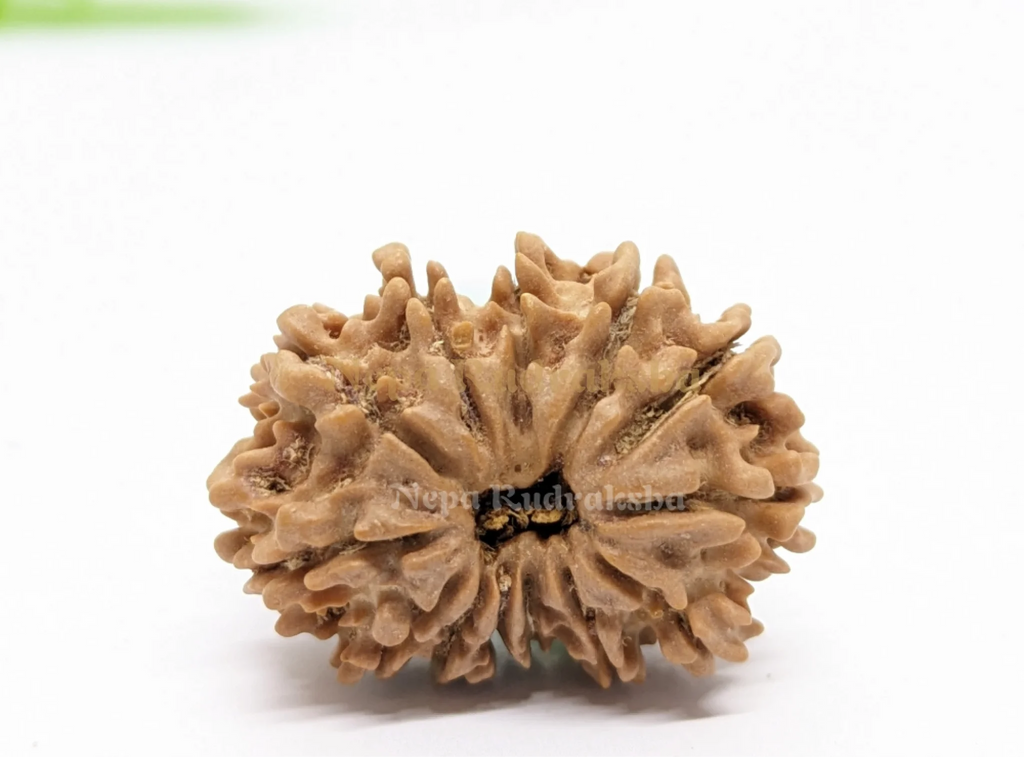 13 Mukhi Rudraksha