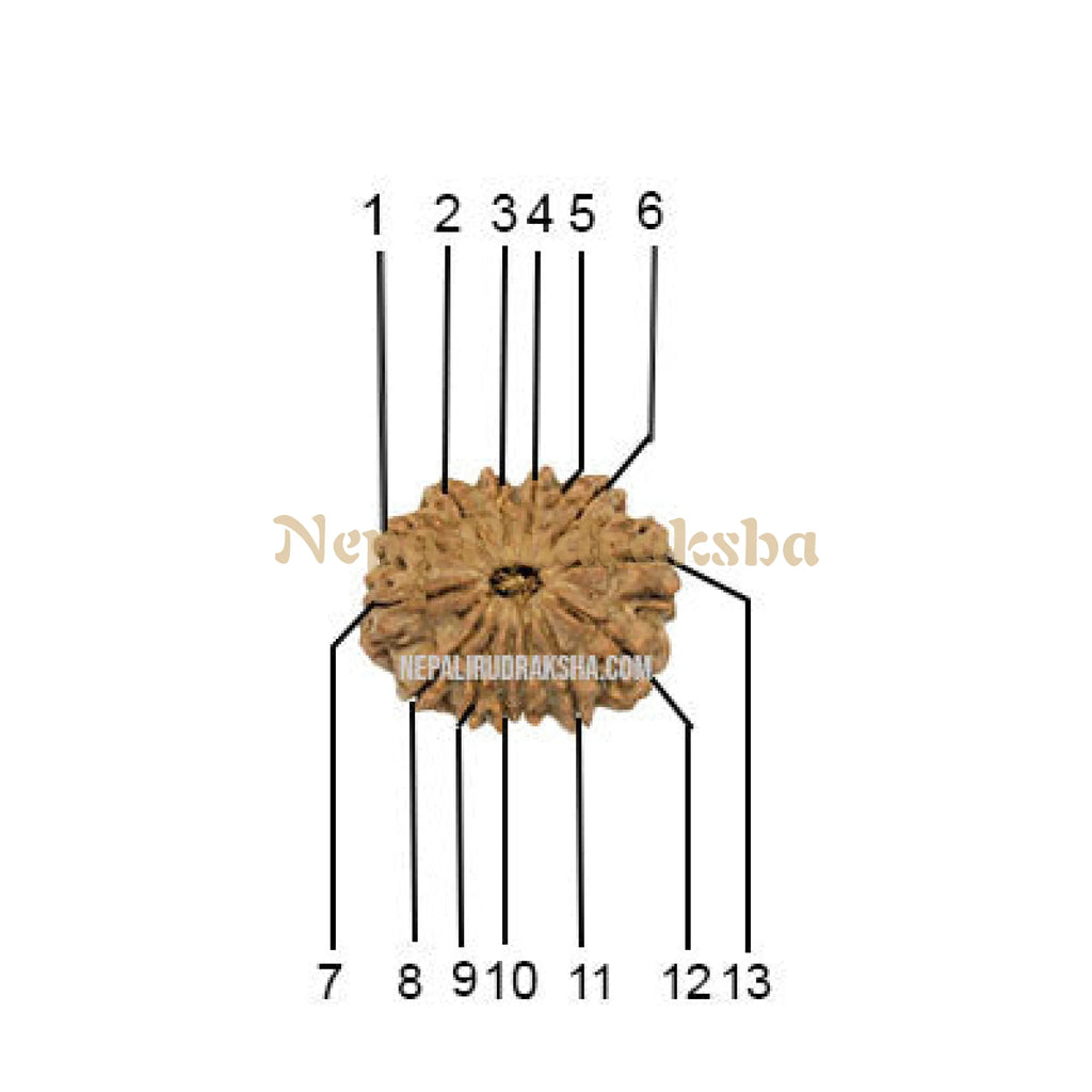 13 Mukhi Rudraksha Face Count