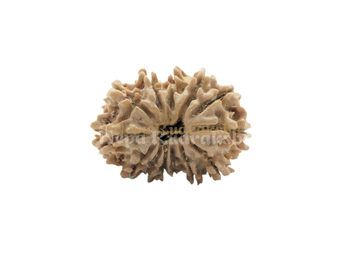 13 Mukhi (Regular)