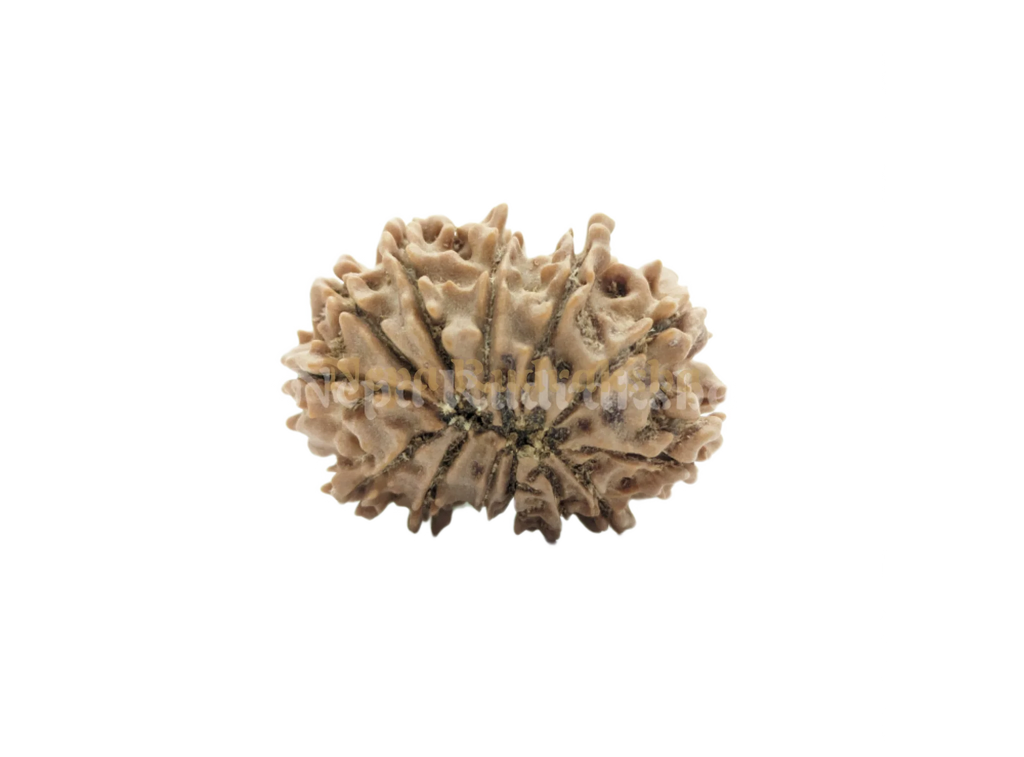 13 Mukhi Rudraksha Back Face