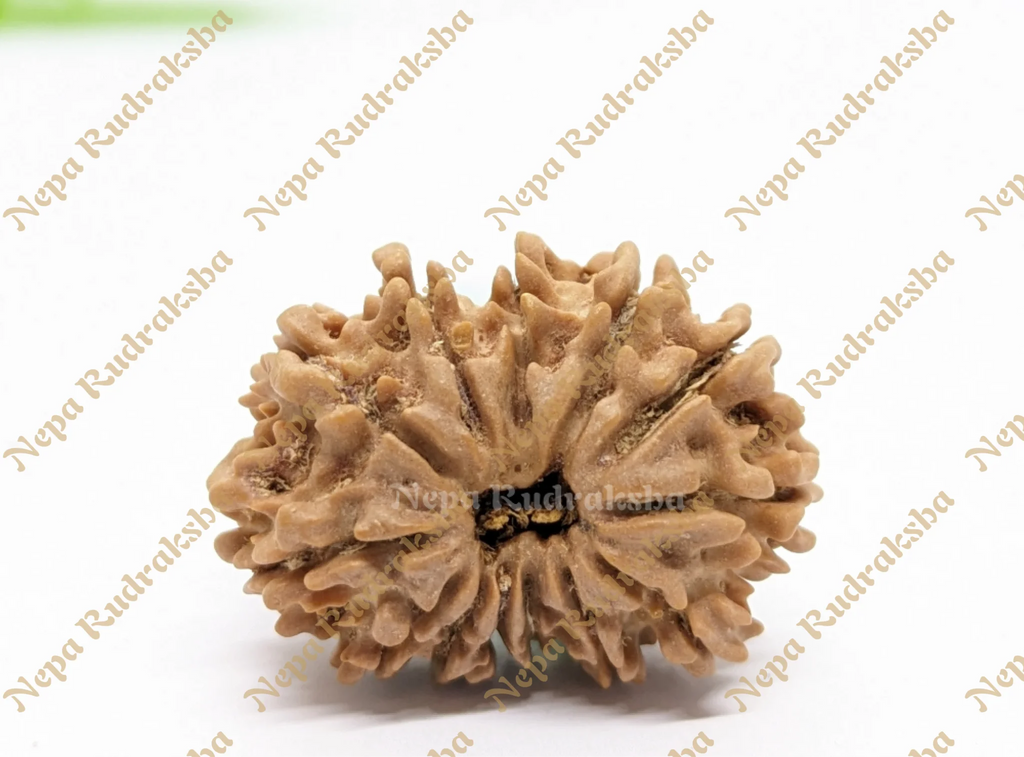 13 Mukhi Rudraksha