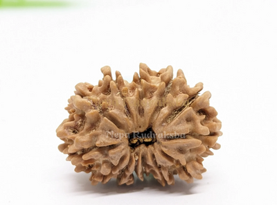 13 Mukhi (Regular)