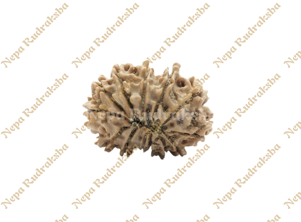 13 Mukhi Rudraksha Back Face