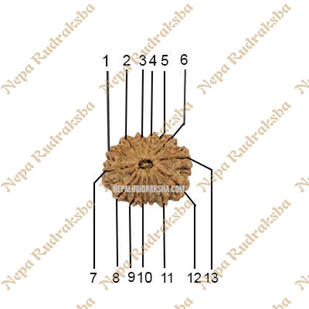 13 Mukhi Rudraksha Face Count