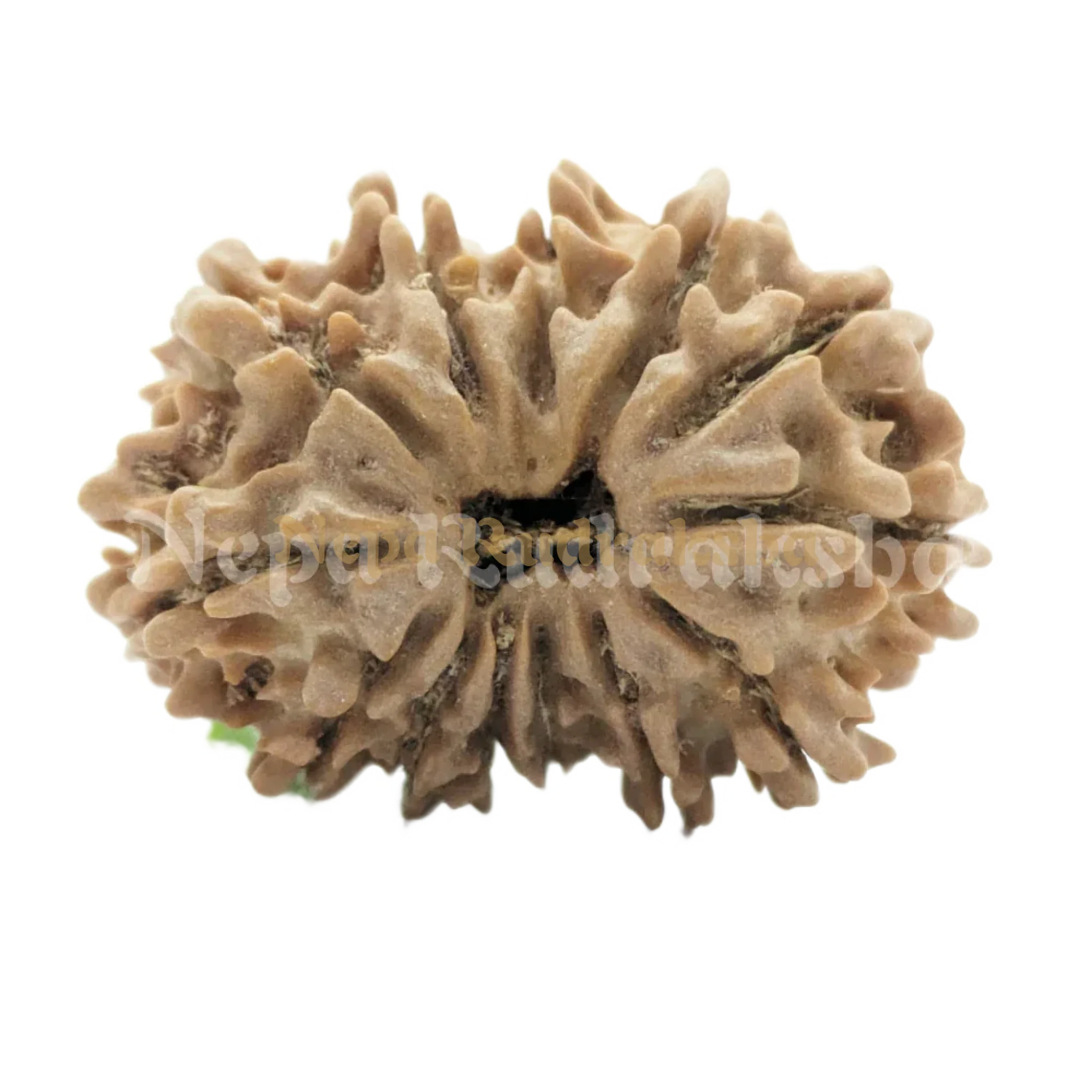 13 Mukhi Rudraksha