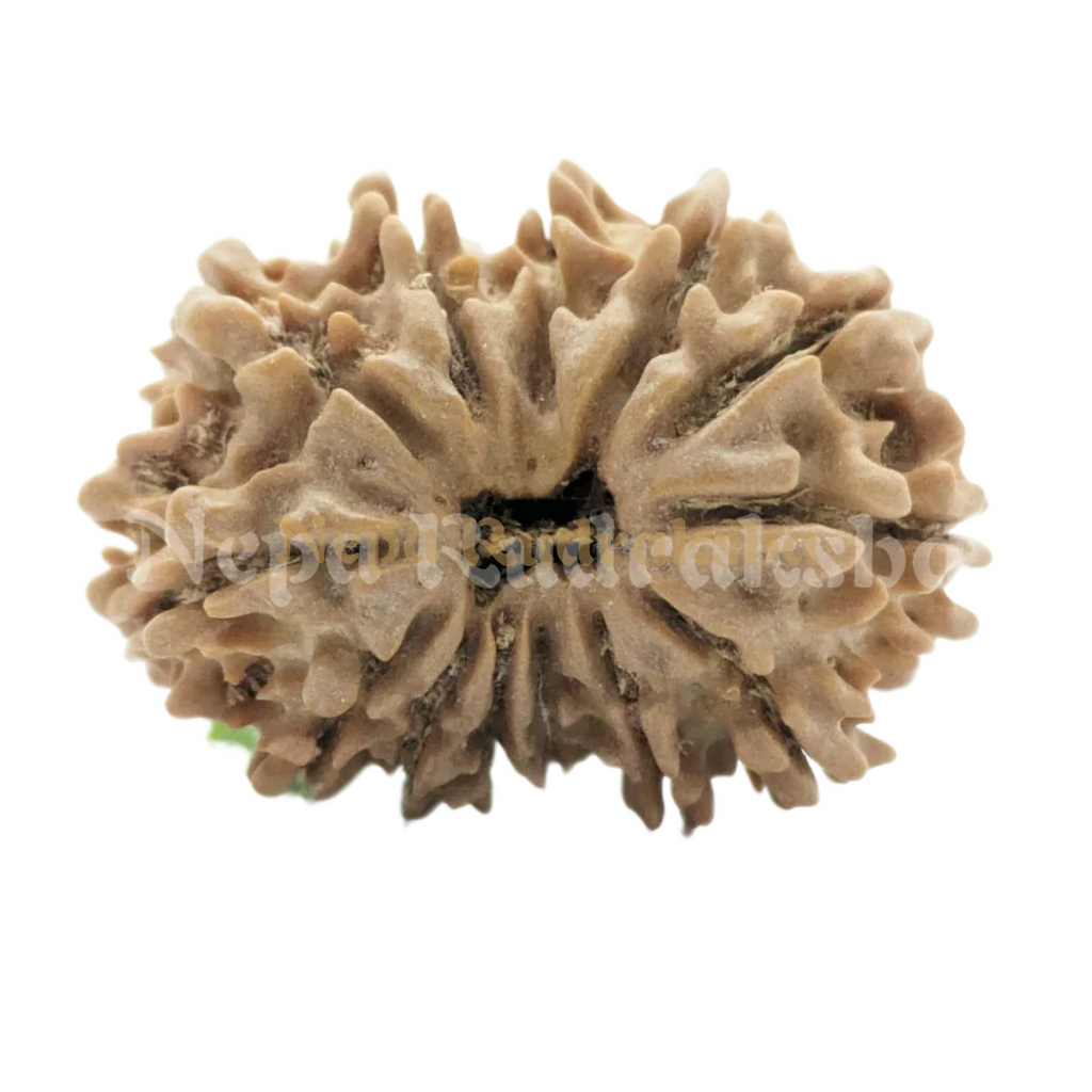 13 Mukhi Rudraksha