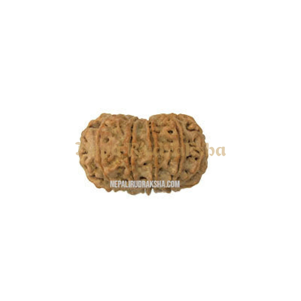 13 Mukhi Rudraksha