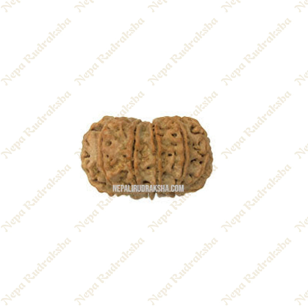 13 Mukhi Rudraksha