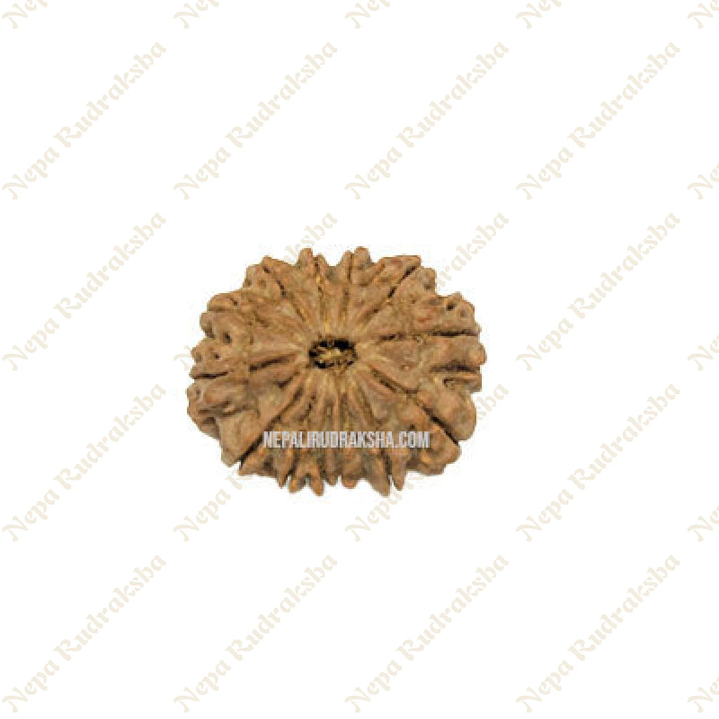 13 Mukhi Rudraksha