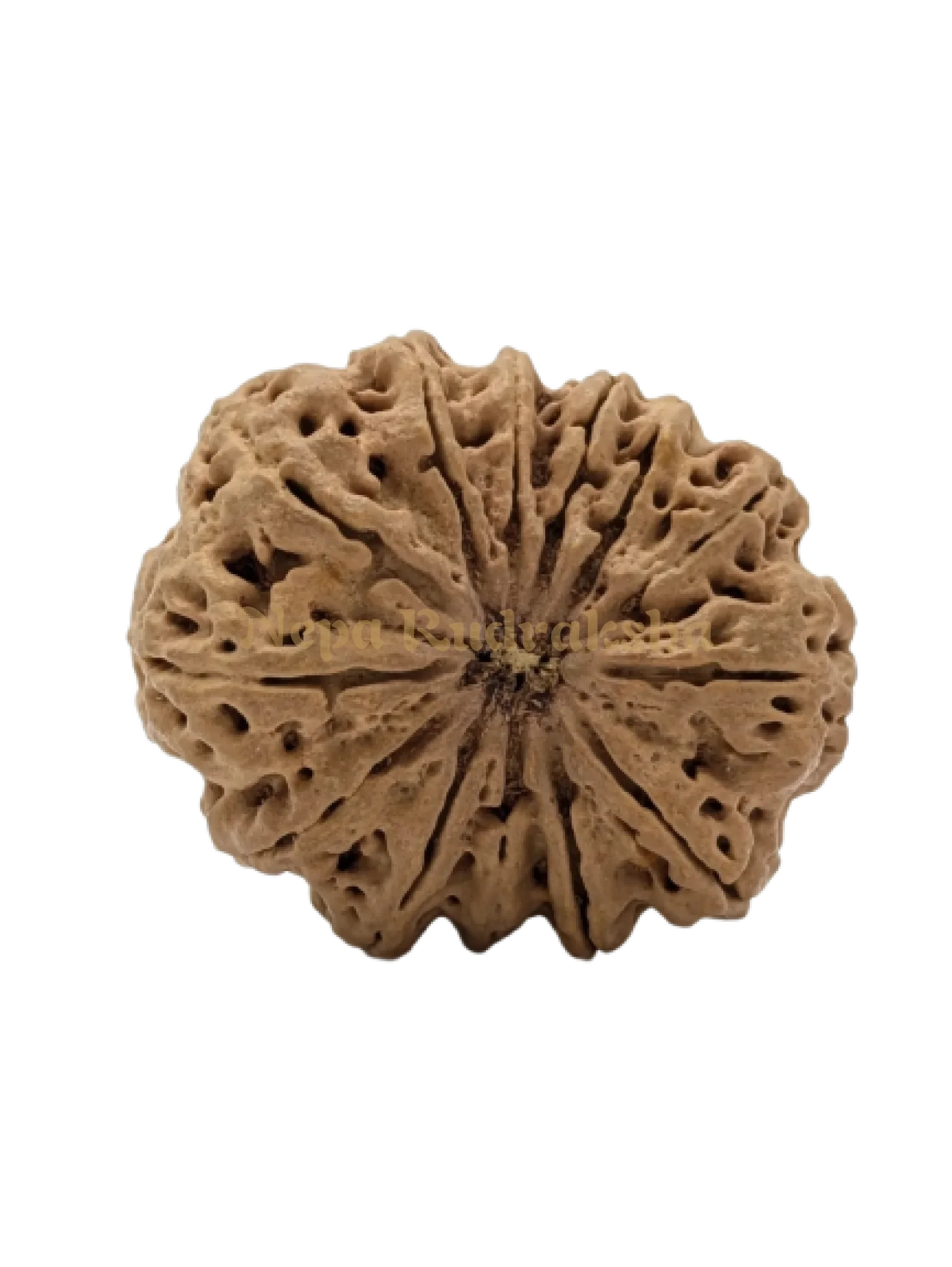 13 Mukhi (Super Collector) Rudraksha