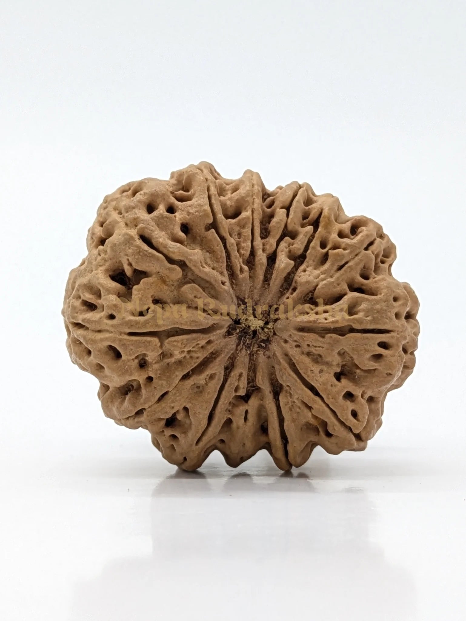 13 Mukhi (Super Collector) Rudraksha