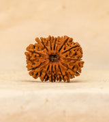 13 Mukhi