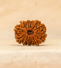 13 Mukhi