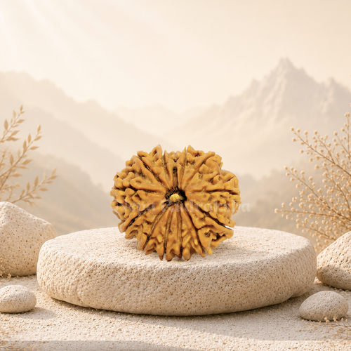 13 Mukhi (Medium) Rudraksha