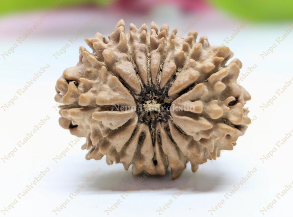 14 Mukhi Collector Rudraksha