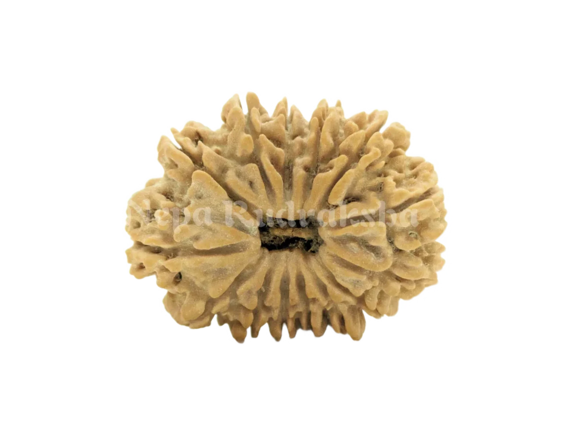 14 Mukhi (Collector) Rudraksha