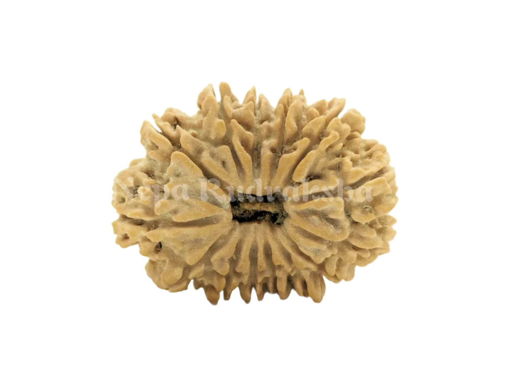 14 Mukhi Collector Rudraksha Front View