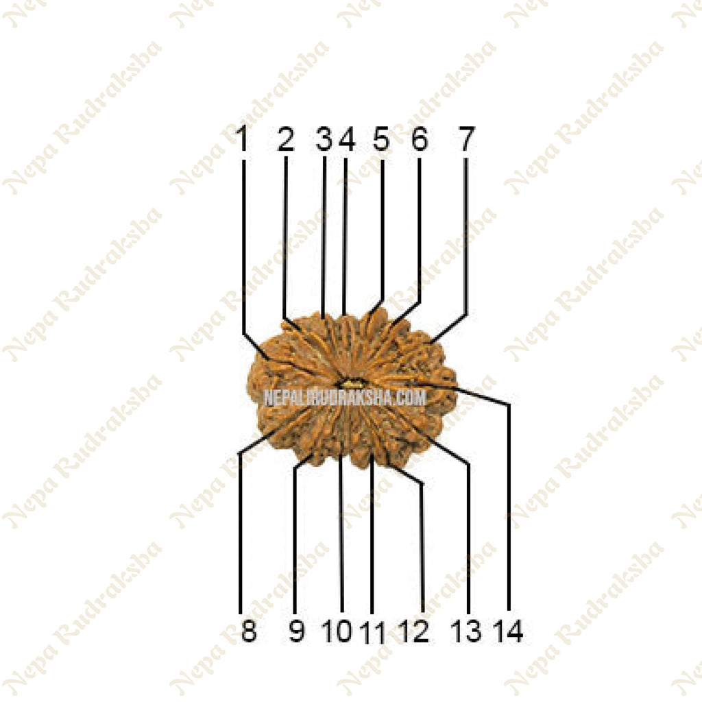 14 Mukhi Collector Rudraksha Face Count