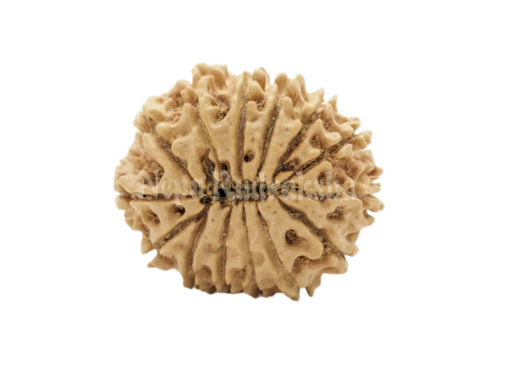 14 Mukhi Collector Rudraksha Back View