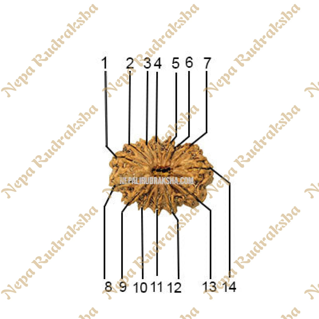 14 Mukhi Medium Sized Rudraksha Face Count