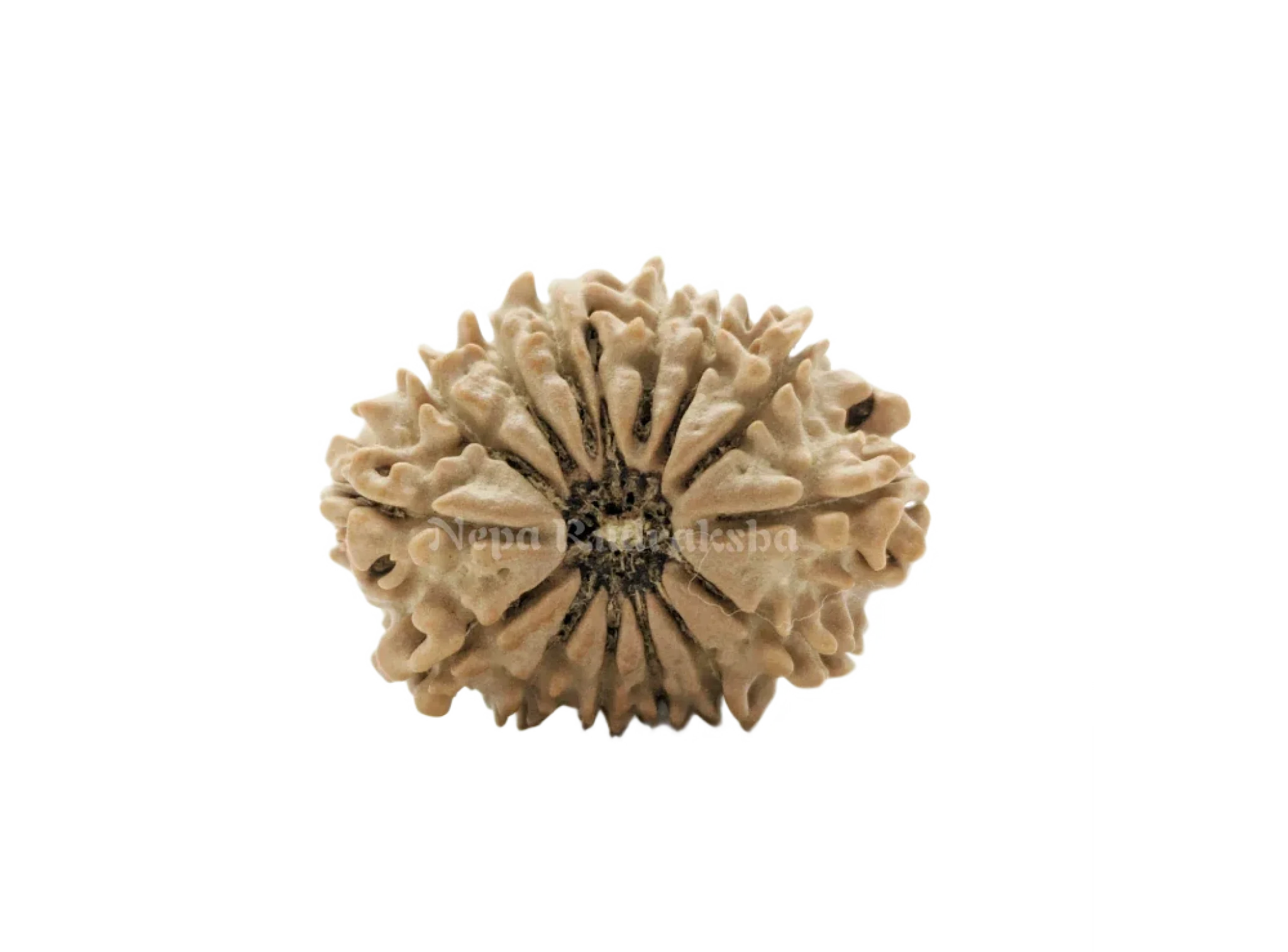 14 Mukhi (Medium) Rudraksha