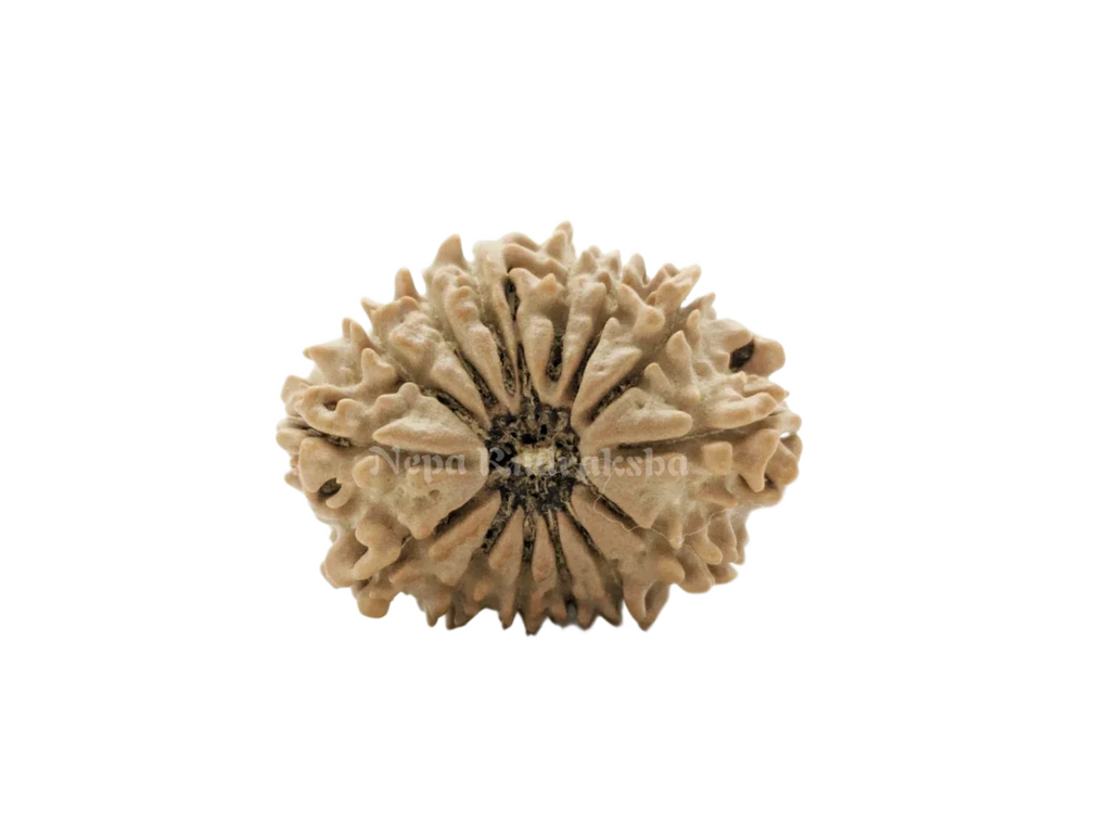 14 Mukhi Medium Sized Rudraksha Front