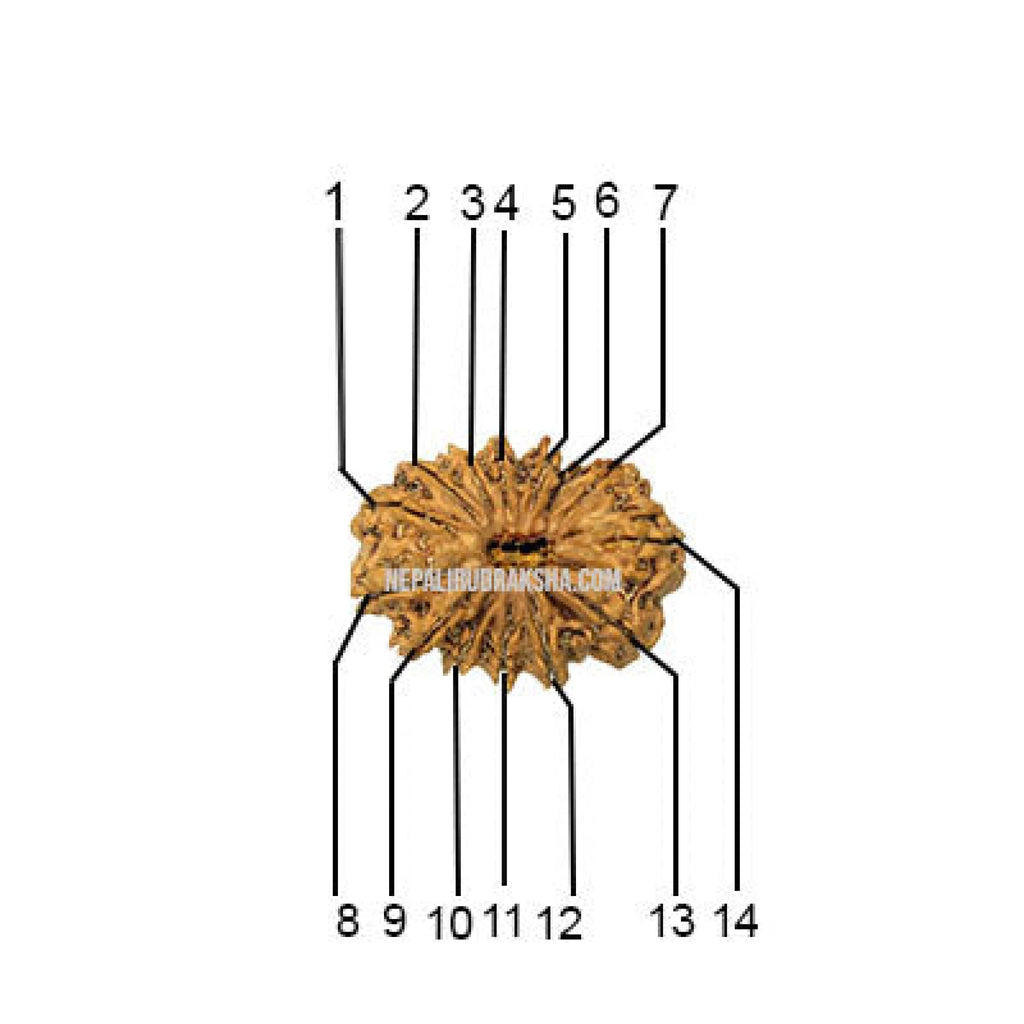 14 Mukhi Medium Sized Rudraksha Face Count