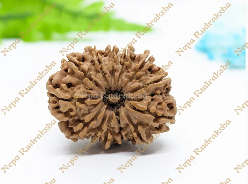 14 Mukhi Medium Sized Rudraksha