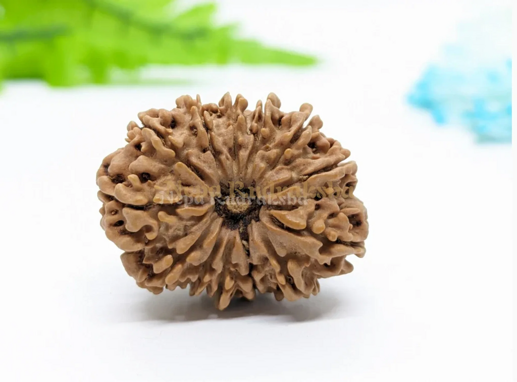 14 Mukhi Medium Sized Rudraksha