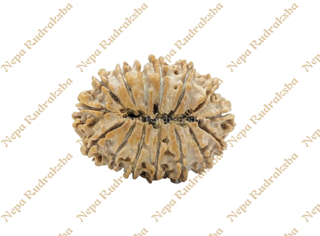 14 Mukhi Medium Sized Rudraksha Back