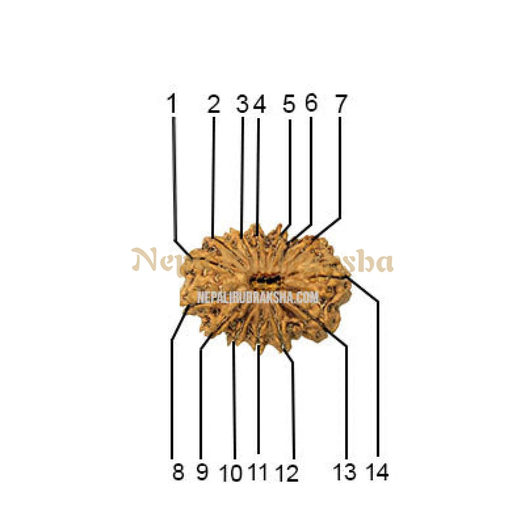 14 Mukhi Medium Sized Rudraksha Face Count