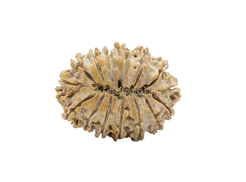 14 Mukhi Medium Sized Rudraksha Back