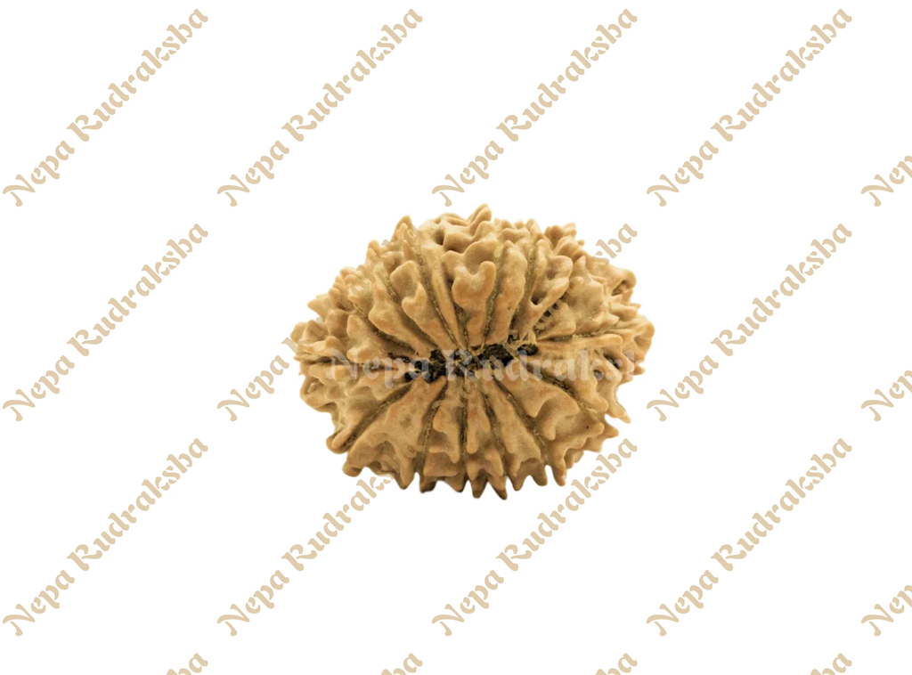 14 Mukhi Rudraksha Back View