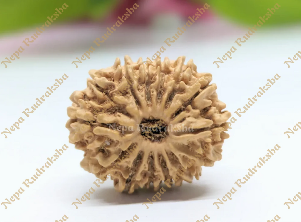 14 Mukhi Rudraksha