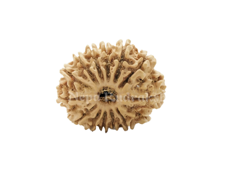 14 Mukhi Rudraksha Front View