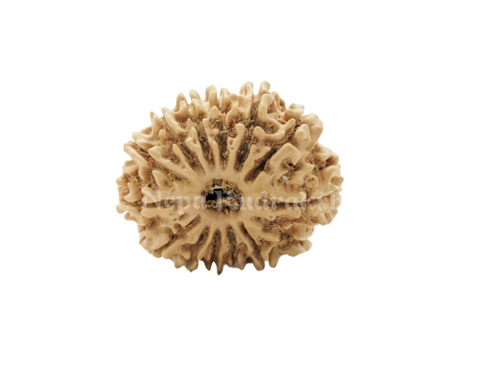 14 Mukhi Rudraksha Front View