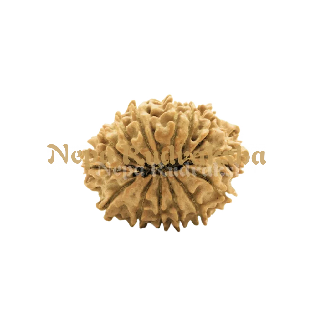 14 Mukhi Rudraksha Back View
