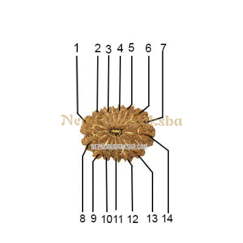 14 Mukhi Rudraksha Face Count