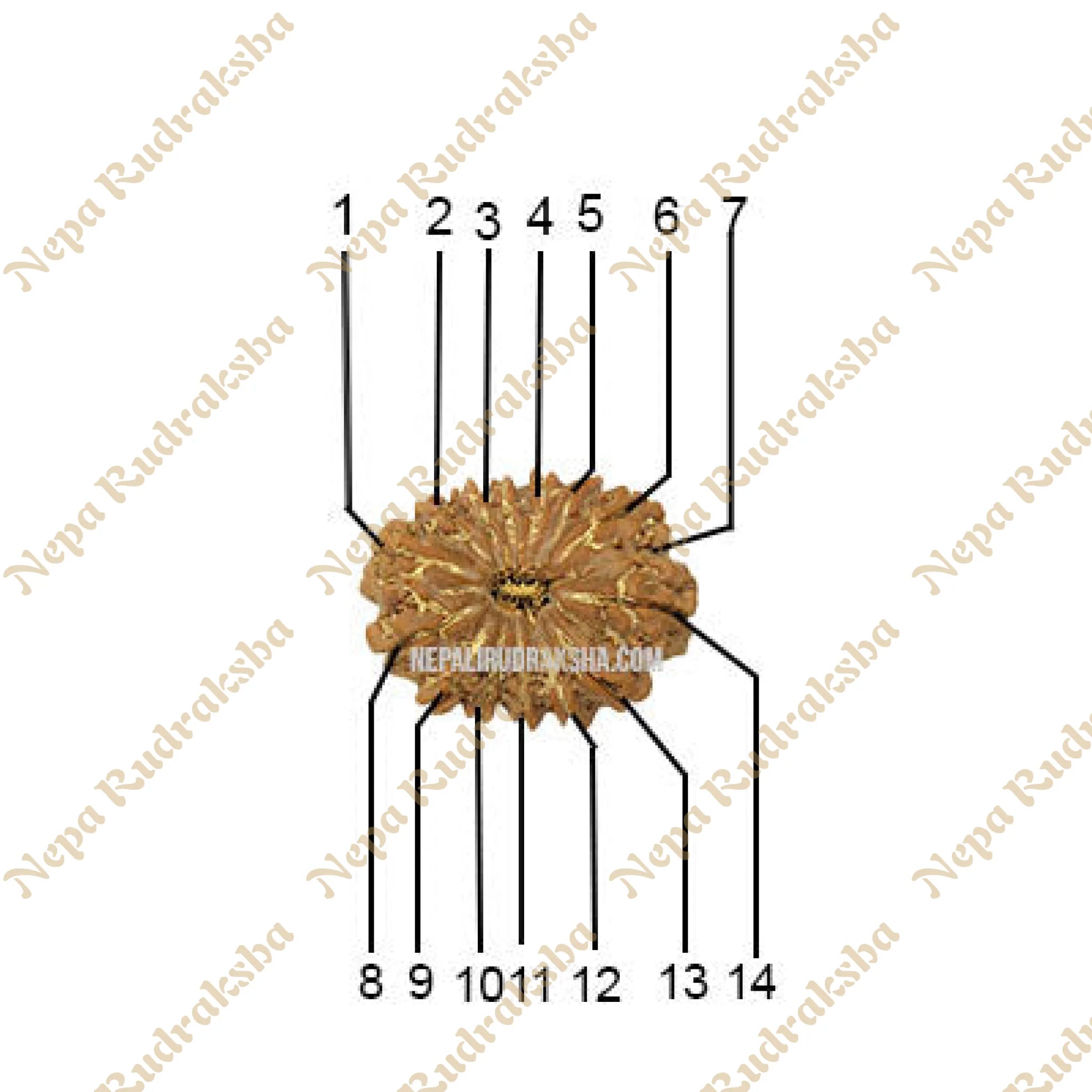 14 Mukhi Rudraksha Face Count