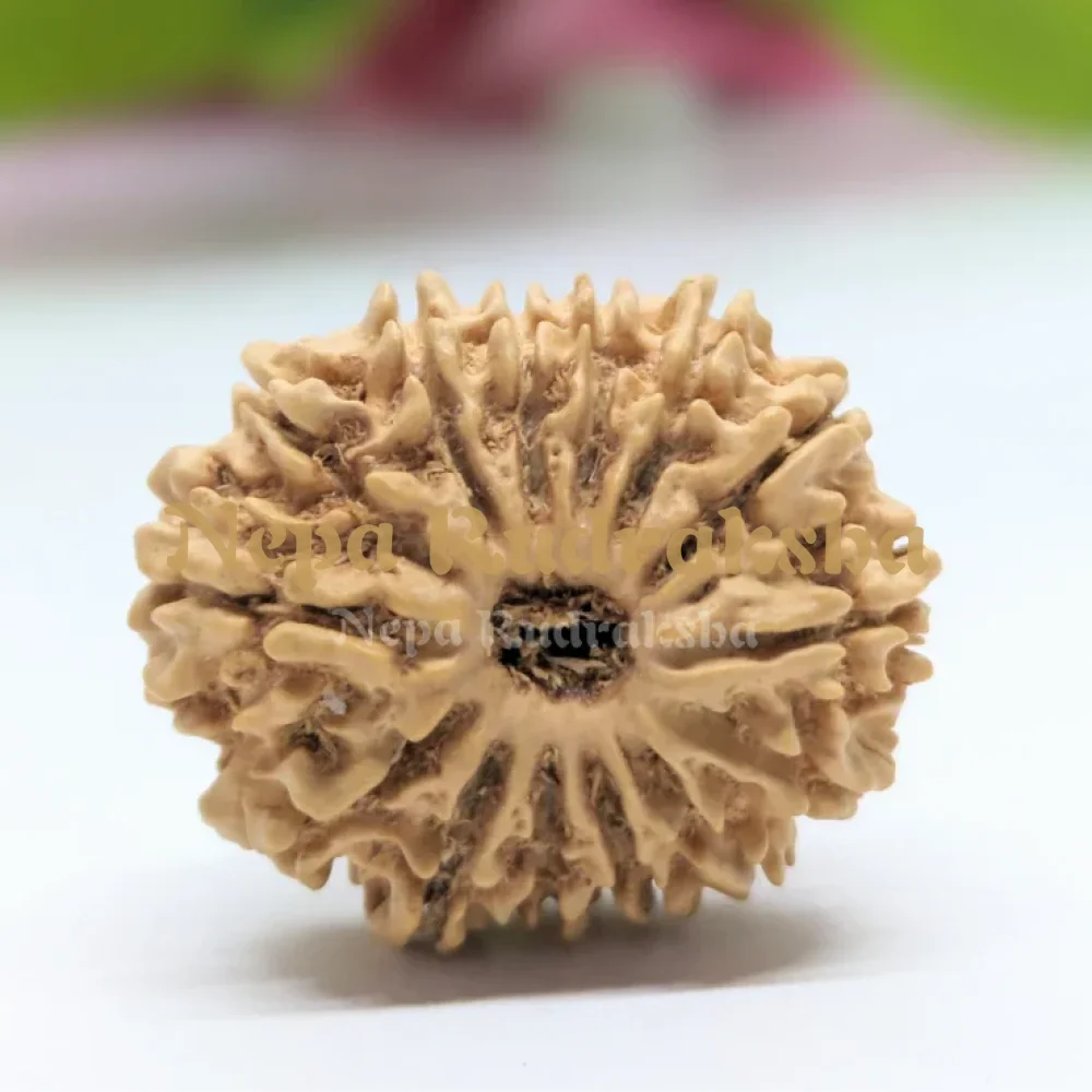 14 Mukhi Rudraksha