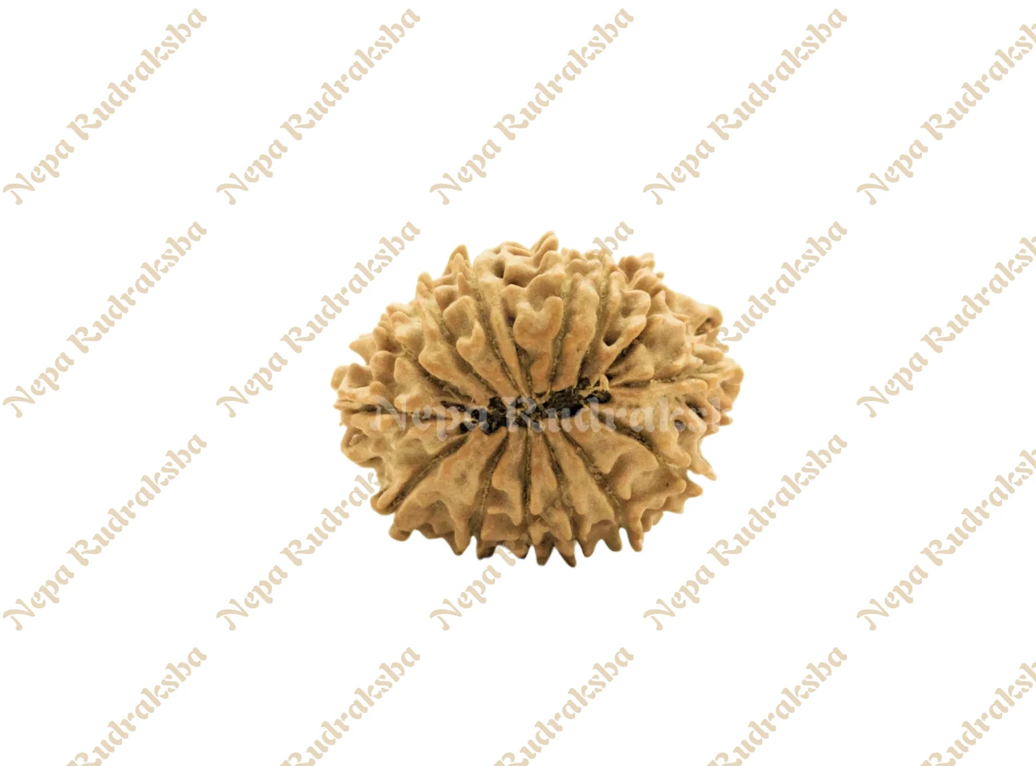 14 Mukhi Rudraksha Back View
