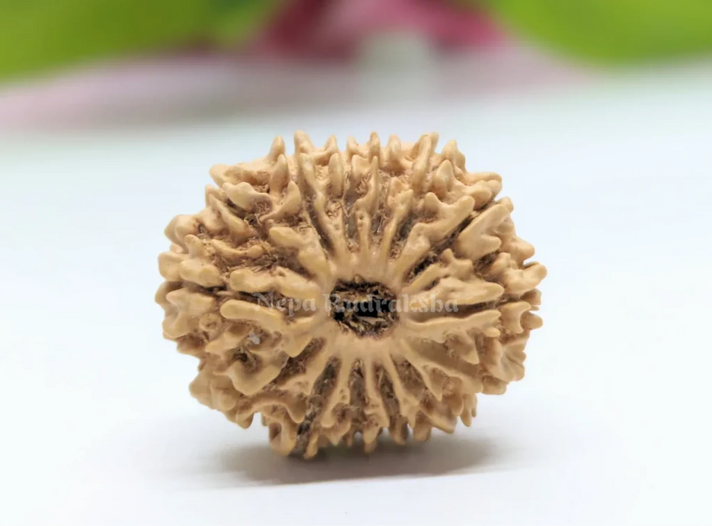 14 Mukhi Rudraksha