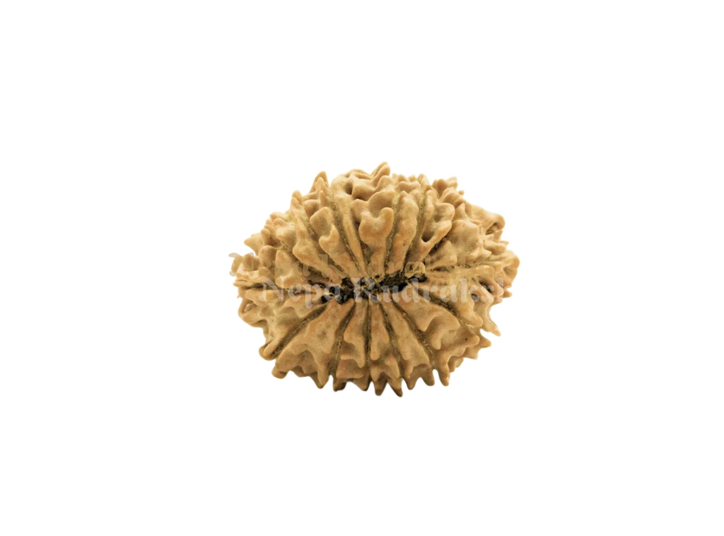 14 Mukhi Rudraksha Back View